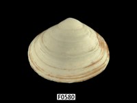 藏品(方形蹄蛤)的圖片